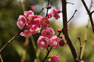 梅の花